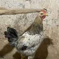 خروس معاوضه نیمچه مرغ