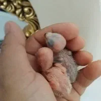 جوجه کتوله