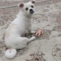 میکس مالتیز ۷ماهه