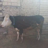 گوساله ماده