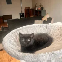 توله بریتیش مشکی بلک گلد