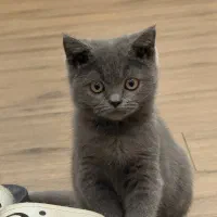 گربه بریتیش بلو ۳ ماهه
