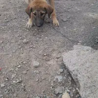 سگ سراب|سگ|قم, دوبرادر|دیوار