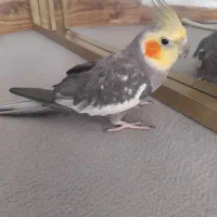 عروس هلندی سینامون نر