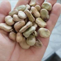 بهشهر باقالی ۶۰۰ کیلو