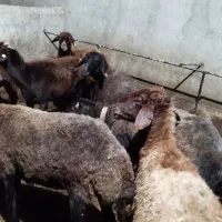 گوسفند چند قلو زا ( هترو زایگوت ) ژن دار