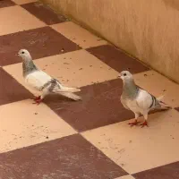 جفت نروماده خوشرنگ