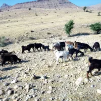 32عدد بز با38عدد کهره برای فروش