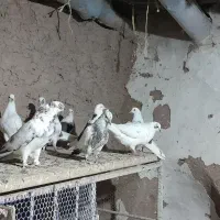 ۱۶عدد کبوتر پرشی