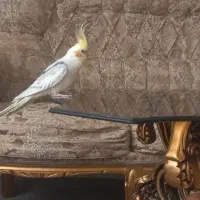 عروس هلندی نر