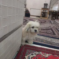 واگذاری سگ و پرنده
