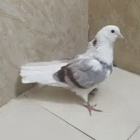 کبوتر یا کفتر. ماده پرشی.