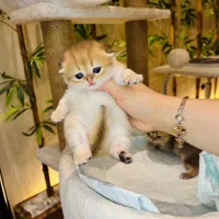 گربه گردالو