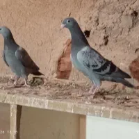 جوجه آلمانی