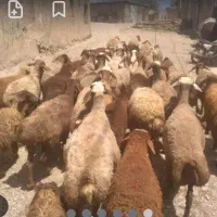 ۷ الی ۸ گوسفند چاق نر وماده موجود جهت قربانی