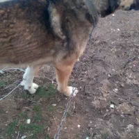 سگ قله|سگ|محمدیار, |دیوار