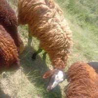 شیشک چاق افشاری
