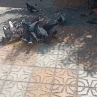 کفتر 20تا