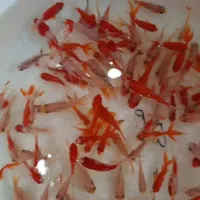 فروش عمده ماهی قرمز مازندمیرکا