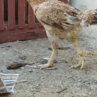 مرغ