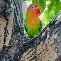 (عروس هلندی) و طوطی برزیلی