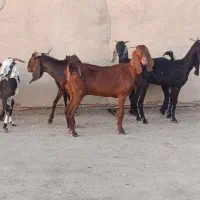 بز ابستن با یک نر  گاو ، گوسفند