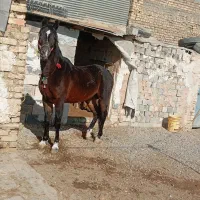 اسب عرب خالص ایرانی