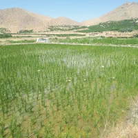 اردک ...اردک