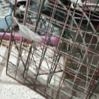 دوعدداستامبول گچکاری قدیمی وتعداد۱۲عددقفسه