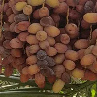 رطب درجه یک تازه
