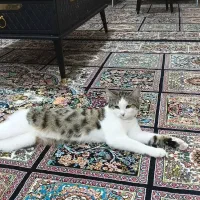 حیوون خونگی