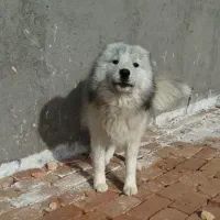 سگ ساموئید برای واگذاری ۹ ماه هسنش و ماده