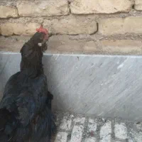 مرغ مرندی