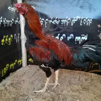 خروس لاری و مرغ گلین