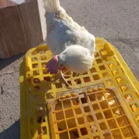 مرغ تخم گذار