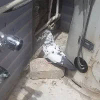 کبوتر ماده سالم