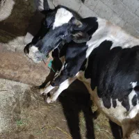 گاو هلشتاین پا بلند