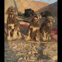 ماده عراقی توله