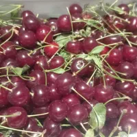 آلبالو فرنگی