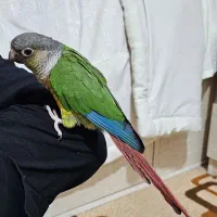 گرینچیک کاملا دستی