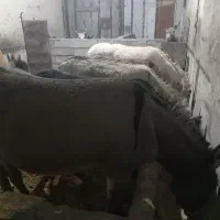 شیر الاغ شیر خر دوشیدن در حضور مشتری