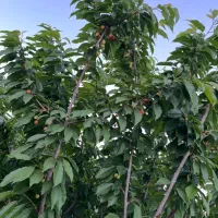 باغ در و دیوار در مجموعه ویلایی