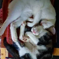 بچه گربه