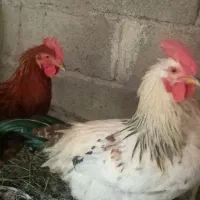 دوعدد خروس