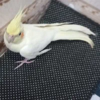 ۲ عدد عروس پاریس بشرط تخم گذار