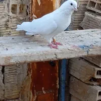 کبوتر