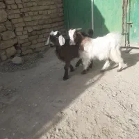 دو راس بزغاله نر وماده جفتی ۱۱ میلیون