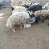میش  سفید کله بور