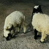 دو بره ب فروش می‌رسند