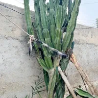 کاکتوس